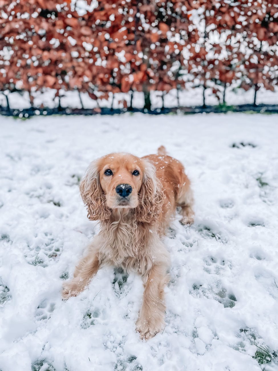 a dog lying down in snow