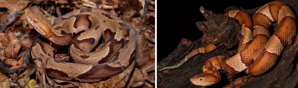 Types of Snakes found in New Jersey