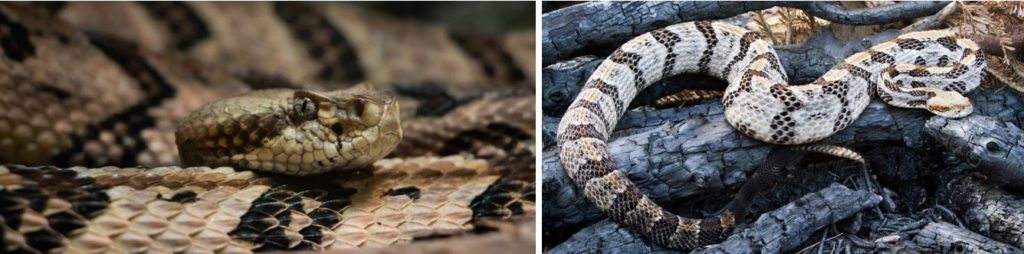 Snakes species that live in New Jersey