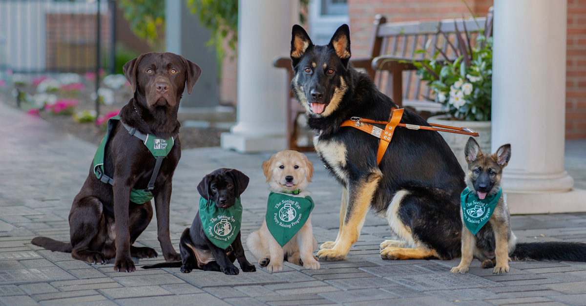 Seeing Eye Dogs | The Seeing Eye Organization
