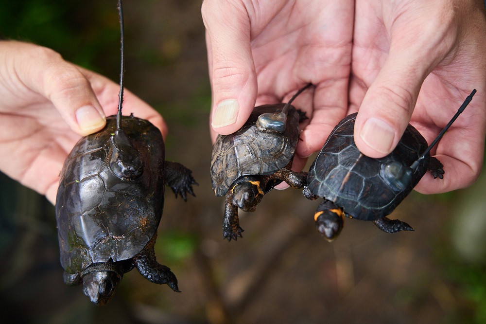 Two juvenile bog turtles are pictured next to an adult, with each having a transmitter attached to their shell.