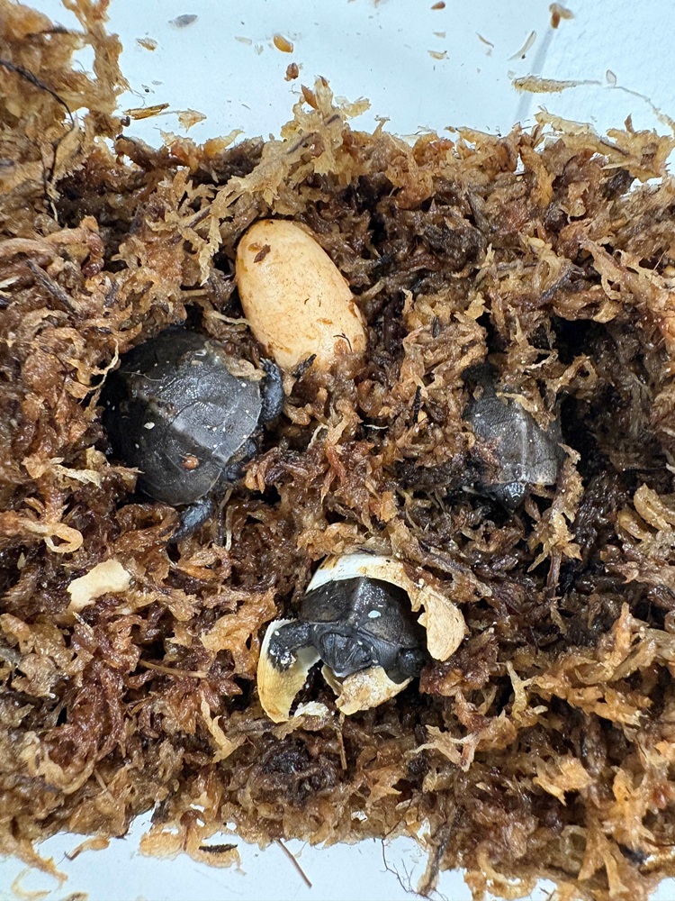 Baby bog turtles hatch from eggs.